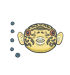 ぷくぷく！淡水フグたち（個別スタンプ：24）
