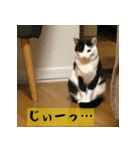 モーモー猫（個別スタンプ：1）