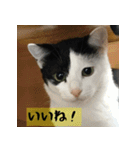モーモー猫（個別スタンプ：2）