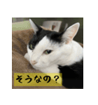 モーモー猫（個別スタンプ：3）