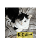 モーモー猫（個別スタンプ：4）