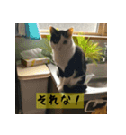 モーモー猫（個別スタンプ：5）