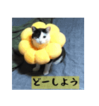 モーモー猫（個別スタンプ：6）