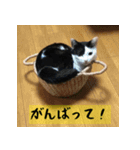 モーモー猫（個別スタンプ：7）