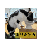 モーモー猫（個別スタンプ：8）