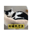 モーモー猫（個別スタンプ：9）