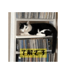 モーモー猫（個別スタンプ：10）
