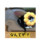 モーモー猫（個別スタンプ：11）