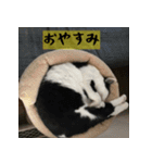 モーモー猫（個別スタンプ：13）