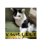 モーモー猫（個別スタンプ：14）