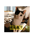 モーモー猫（個別スタンプ：15）