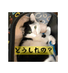 モーモー猫（個別スタンプ：16）