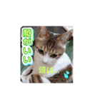 私の備忘録（個別スタンプ：6）
