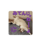 私の備忘録（個別スタンプ：8）