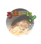 うちのかってるミシシッピニオイガメちゃん（個別スタンプ：6）