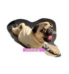 おとぼけpugライチくん♪（個別スタンプ：1）