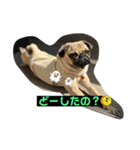 おとぼけpugライチくん♪（個別スタンプ：2）