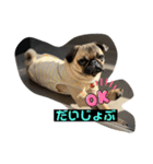 おとぼけpugライチくん♪（個別スタンプ：3）