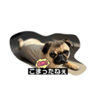おとぼけpugライチくん♪（個別スタンプ：4）