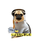おとぼけpugライチくん♪（個別スタンプ：5）