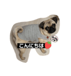 おとぼけpugライチくん♪（個別スタンプ：6）
