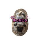 おとぼけpugライチくん♪（個別スタンプ：7）