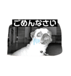 おとぼけpugライチくん♪（個別スタンプ：8）