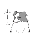左右非対称のボーダーコリー（個別スタンプ：6）