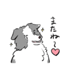 左右非対称のボーダーコリー（個別スタンプ：8）