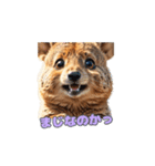 愛らしいクオッカ2（個別スタンプ：6）