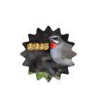鳥とーり（個別スタンプ：1）