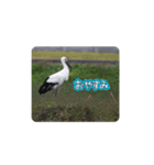 鳥とーり（個別スタンプ：2）