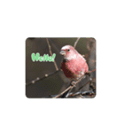 鳥とーり（個別スタンプ：5）