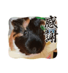 うめちゃん砕けた日常言葉＆ほんのり毒舌（個別スタンプ：9）