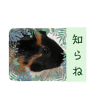 うめちゃん砕けた日常言葉＆ほんのり毒舌（個別スタンプ：12）