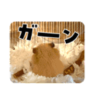 はむきち①（個別スタンプ：11）