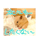 はむきち①（個別スタンプ：13）