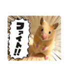 はむきち①（個別スタンプ：14）