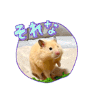 はむきち①（個別スタンプ：16）