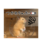 はむきち①（個別スタンプ：21）