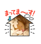はむきち①（個別スタンプ：36）