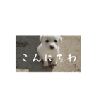 mpfulab（個別スタンプ：1）
