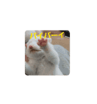 mpfulab（個別スタンプ：3）