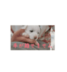 mpfulab（個別スタンプ：7）
