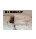 我が家の猫と諸々スタンプNo.2（個別スタンプ：3）