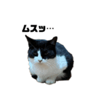 我が家の猫と諸々スタンプNo.2（個別スタンプ：14）