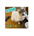 みるく師匠（個別スタンプ：3）