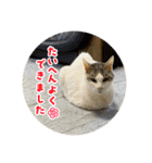 みるく師匠（個別スタンプ：4）