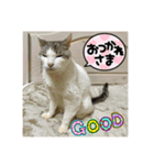 みるく師匠（個別スタンプ：6）