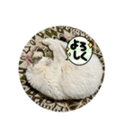 みるく師匠（個別スタンプ：7）